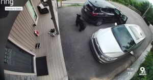 Bear breaks into Tri-State family's car while on vacation