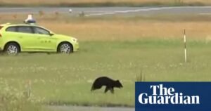 Bear roaming runway halts flights at Japanese airport | Japan
