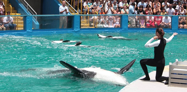 Deaths, fines, and legal drama | End of Florida theme parks with captive animals may be nigh