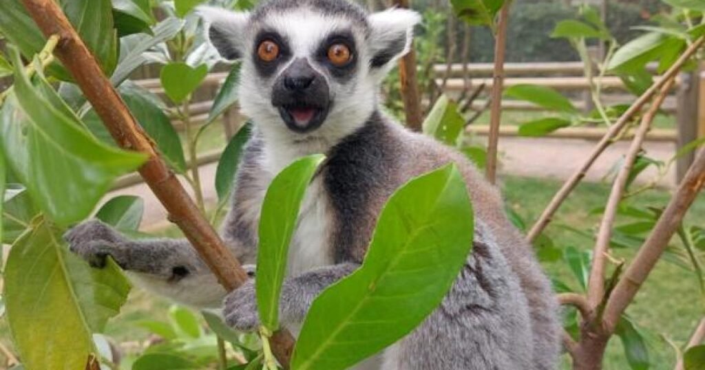 Drusillas Park and Harbour Park shortlisted for UK awards