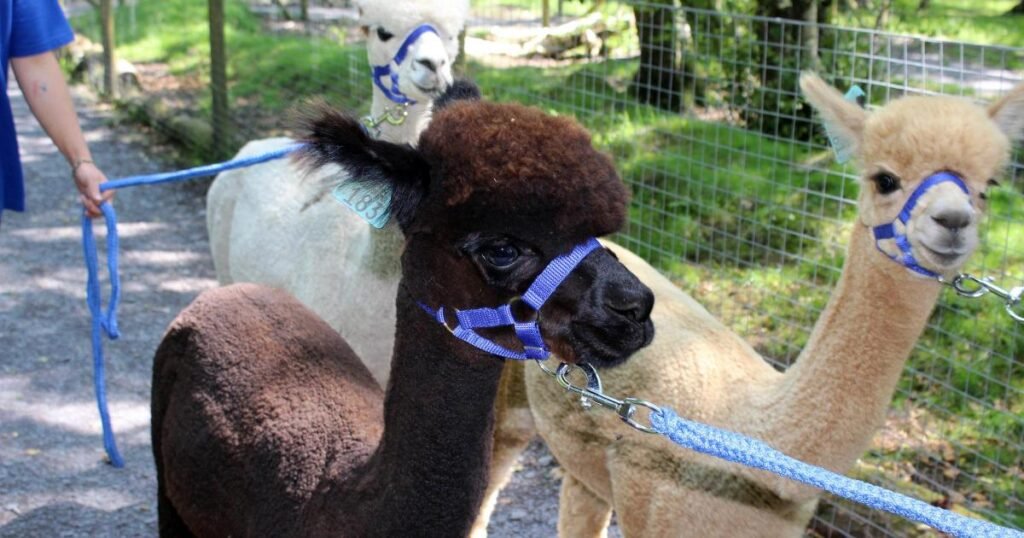 GreenWood Family Park in Y Felinheli launches alpaca walks!
