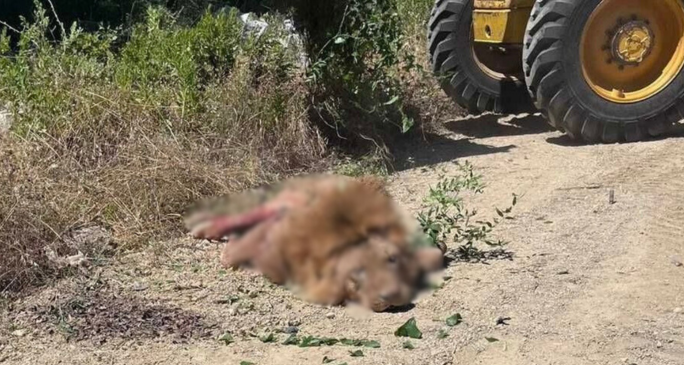 Man survives lion attack after animal escapes from theme park in Turkiye