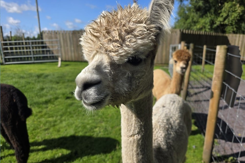 You Can Call Me Al! Theme park welcomes new furry friends