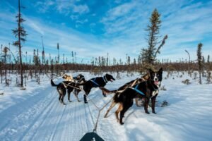 Insight Vacations Encounters, Happy Trail Kennels