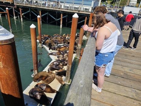 The sea lions at Newport Harbor