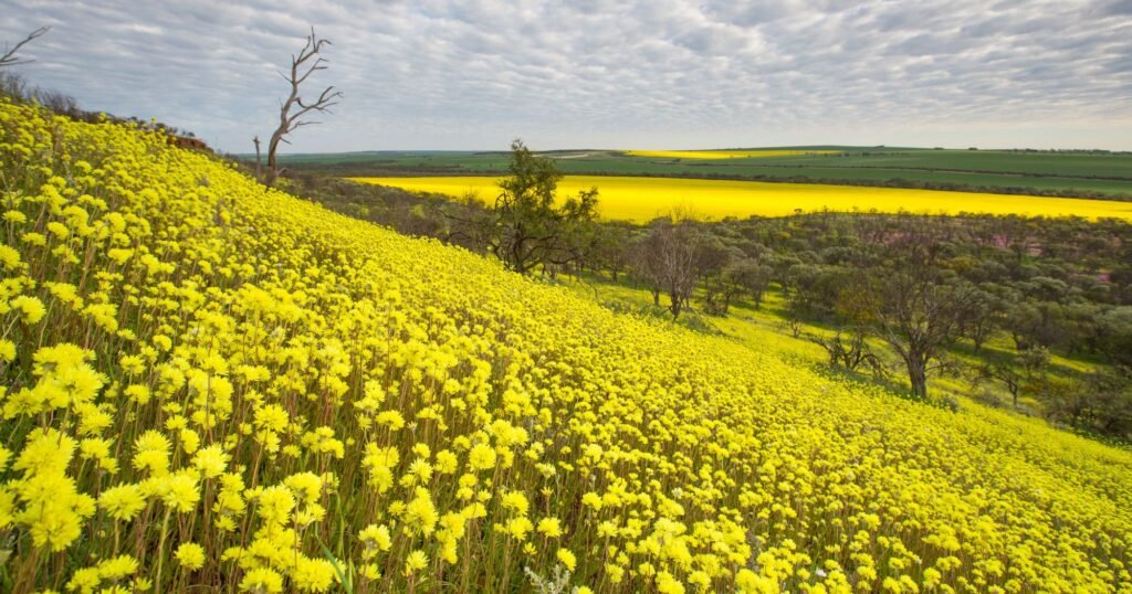 The Best Wildflower Road Trips Across Western Australia