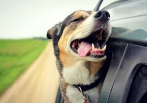 Travelling with Pets: How to Take Your Pet on Long Road Trips