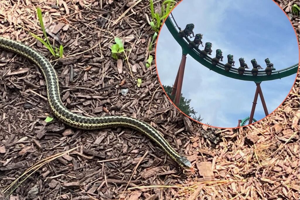 Unexpected snake sighting at Six Flags in Jackson, NJ
