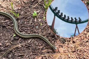 Unexpected snake sighting at Six Flags in Jackson, NJ