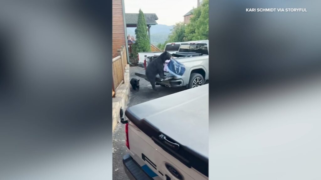 Family watches as bears steal from truck on vacation in Gatlinburg, Tennessee