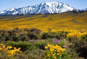 Here’s your guide to the ultimate Highway 395 road trip – Orange County Register