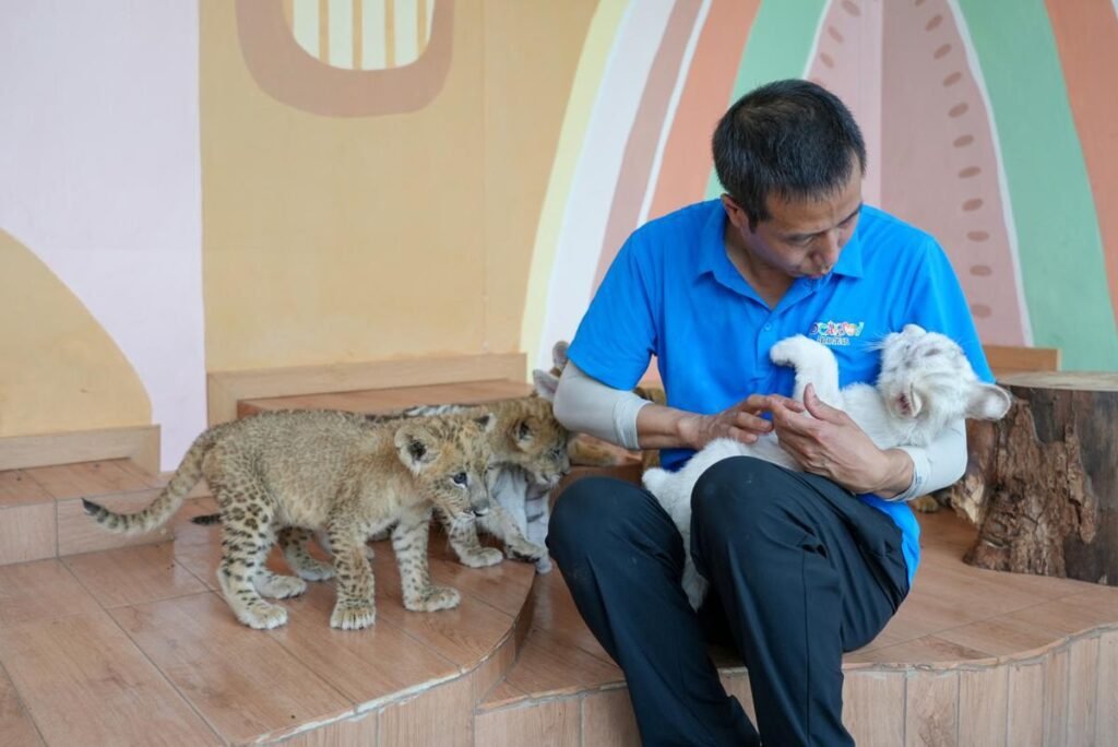 Tiger and lion cubs debut at park event in China’s Chongqing
