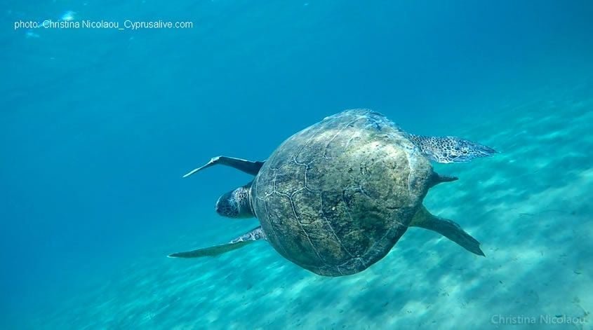 Turtle attacks on swimmers surge at beach on Crete
