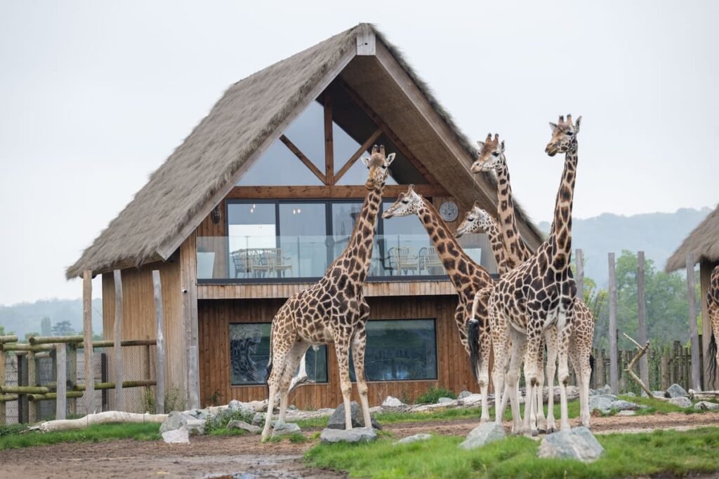 West Midlands Safari Park review: The UK's most luxury safari experience