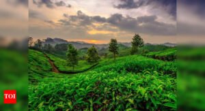 10 scenic road trips across Kerala’s backwaters and hills
