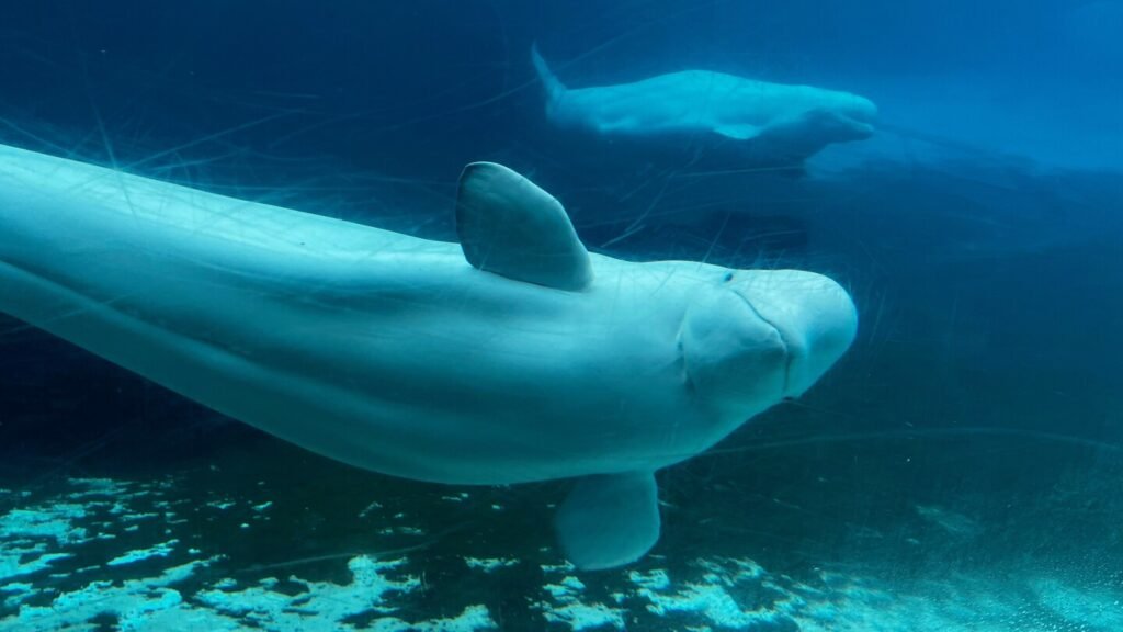 Canada denies Marineland request to export beluga whales to China