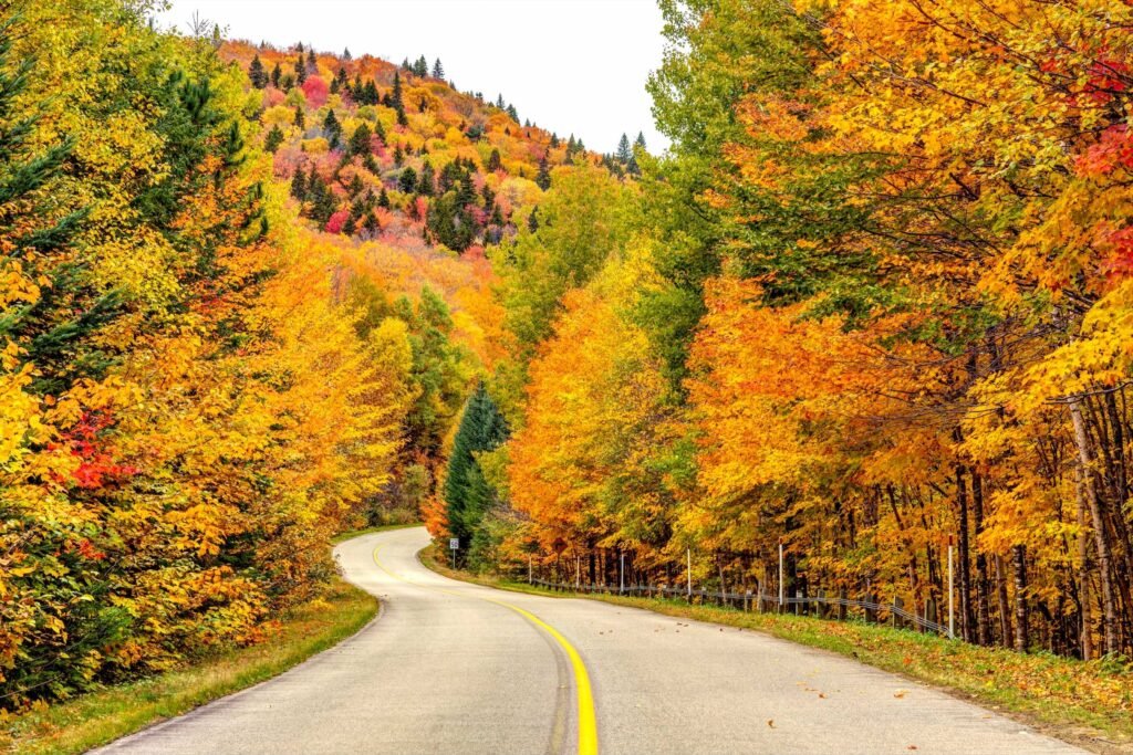 Leafy Scenes: 7 Best Road Trips for Leaf Peeping Fall Foliage