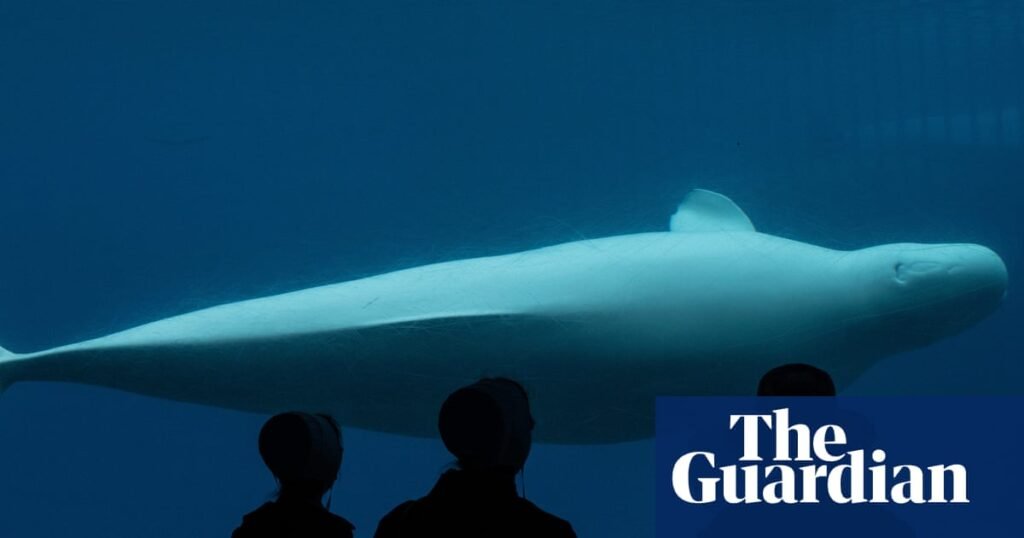 Marine park threatens to euthanize 30 whales if Canada does not provide funding | Canada