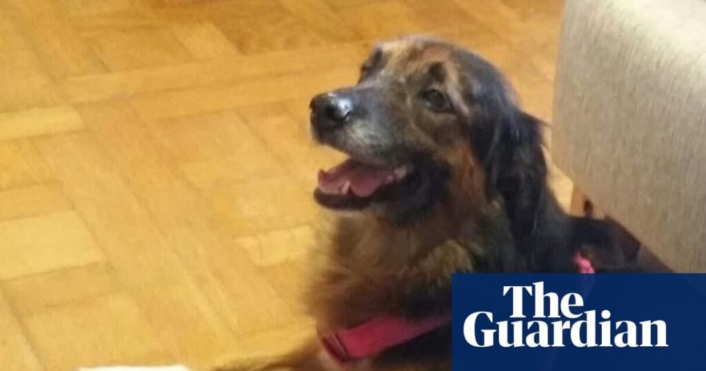 Pets on flights can be classed as baggage, top EU court rules | Court of justice of the European Union