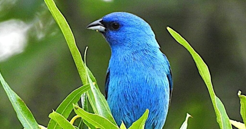 TN Traveler: No lie; this state park near Knoxville really is for the birds