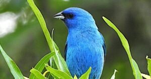 TN Traveler: No lie; this state park near Knoxville really is for the birds