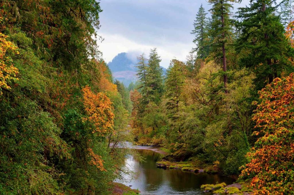 This Scenic Oregon Drive Has Some of the Brightest Fall Foliage Colors in the Pacific Northwest