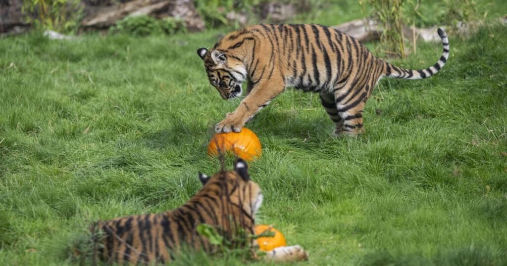 West Midlands Safari Park cubs enjoy Halloween pumpkins