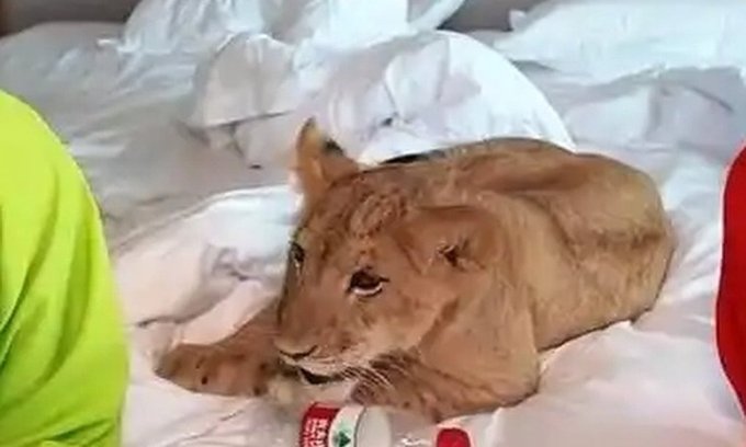 Lion cub wakes you up every morning for $88! Chinese hotel sparks outrage for new service