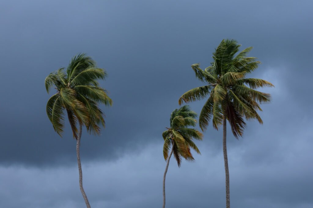 Palm Trees in Storm Weather Rain .jpg