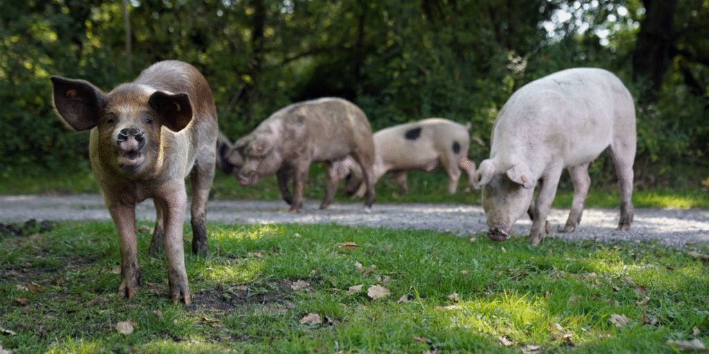 New Forest tourists in handed stern warning not to take selfies with pigs