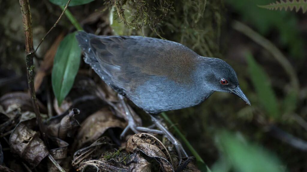 Missing for 200 Years, the Galapagos Rail Reappears Following Floreana Island Restoration