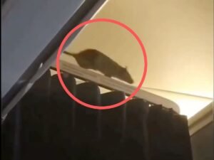 Rat on flight: Unwelcome passenger grounds plane - Gulf News