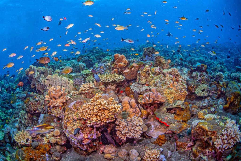 Coral Reef in Bali.jpg