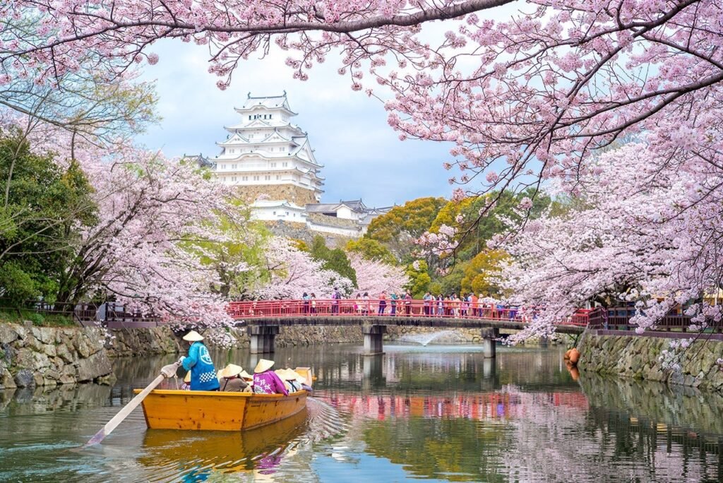 Japan 2026 cherry blossom forecast: When and where to go