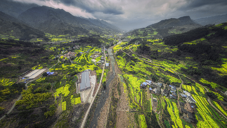 Live: A taste of spring in winter as rapeseed flowers blossom