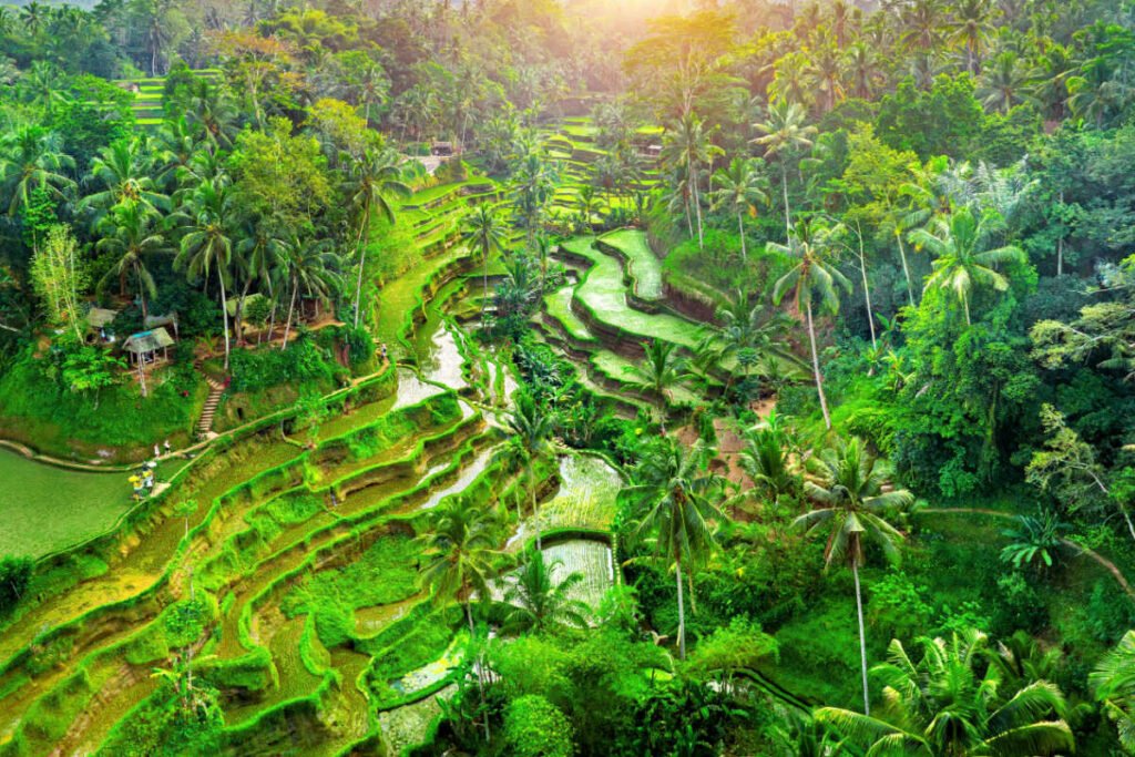 Tegalalang Rice Terraces in Bali.jpg