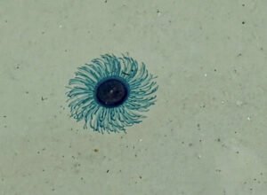 Bangkok Post - Blue button jellyfish close Similan beach to swimmers