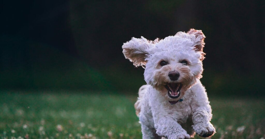 Emirates Launches Dedicated Pet Travel Support Amid Flight Disruptions