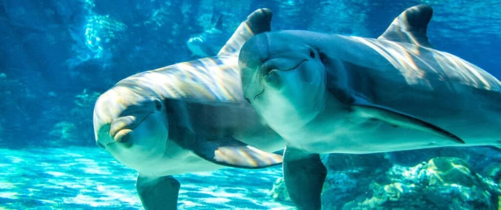 Is this the theme park recession?