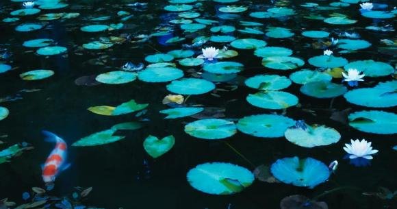 Famous koi ponds overwhelmed with tourists throwing thousands of coins in them