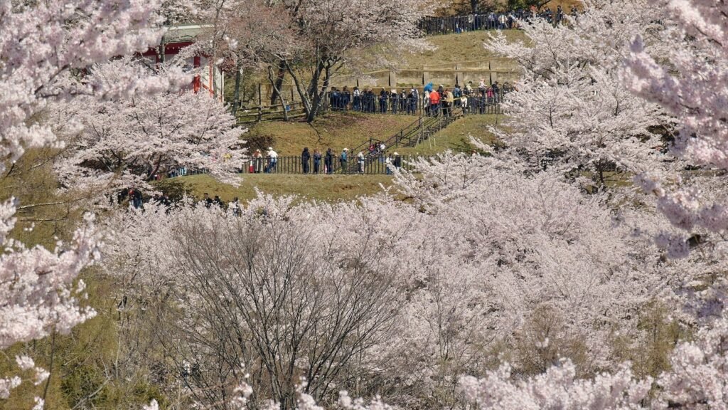 Japanese town sours on the crowds coming to see cherry blossoms and Mount Fuji