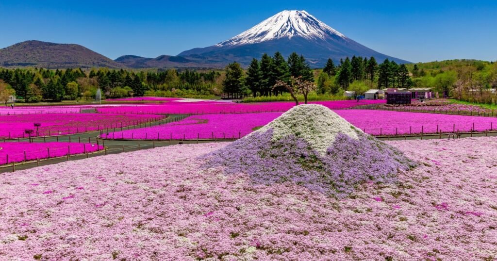 Mt. Fuji decorated with a 500,000-flower pink carpet is Japan’s ultimate spring view