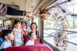 How to enjoy Korean amusement parks like locals